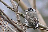 White-barred Piculet