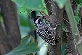 Magellanic Woodpecker