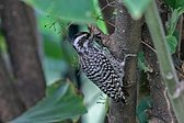 Magellanic Woodpecker