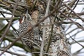 Checkered Woodpecker