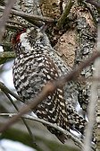 Checkered Woodpecker