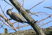 Checkered Woodpecker