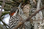 Checkered Woodpecker