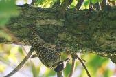 Checkered Woodpecker