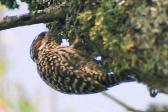 Checkered Woodpecker