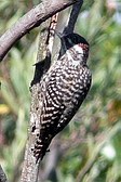 Checkered Woodpecker