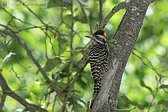 Striped Woodpecker