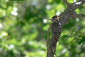 Striped Woodpecker