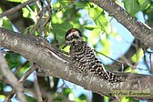 Striped Woodpecker