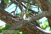 Striped Woodpecker