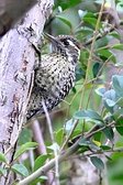 Checkered Woodpecker