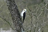 White Woodpecker