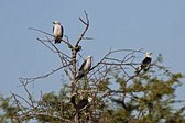 White Woodpecker