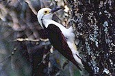 White Woodpecker