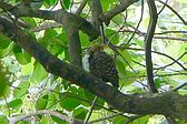 Blond-crested Woodpecker