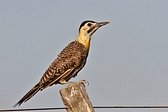 Field Flicker