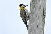 Field Flicker