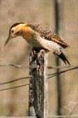 Field Flicker