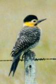 Field Flicker