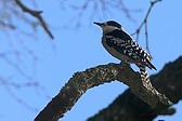 White-fronted Woodpecker