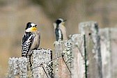 White-fronted Woodpecker