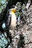 White-fronted Woodpecker