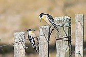 White-fronted Woodpecker