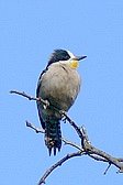 White-fronted Woodpecker