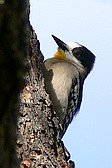 White-fronted Woodpecker