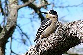 White-fronted Woodpecker