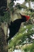 Magellanic Woodpecker