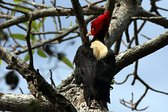 Cream-backed Woodpecker