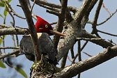 Cream-backed Woodpecker