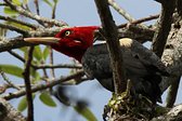 Cream-backed Woodpecker