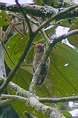 Smoky-brown Woodpecker