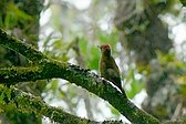 Smoky-brown Woodpecker