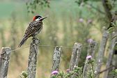 Green-barred Woodpecker