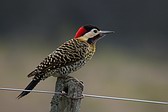 Green-barred Woodpecker