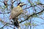 Green-barred Woodpecker