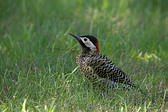 Green-barred Woodpecker