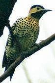 Green-barred Woodpecker