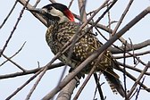 Green-barred Woodpecker