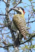 Green-barred Woodpecker