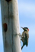 Green-barred Woodpecker