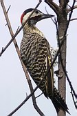 Green-barred Woodpecker