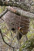 Green-barred Woodpecker