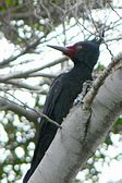 Magellanic Woodpecker