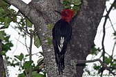 Magellanic Woodpecker