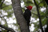 Magellanic Woodpecker