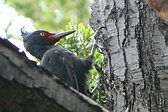 Magellanic Woodpecker